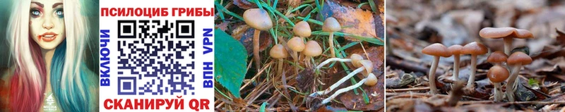 Галлюциногенные грибы Cubensis  купить   Крымск 